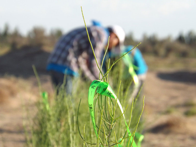 7��14����������ҁ��������֌���ٛ(z��ng)�ߵľG�z��ϵ��������������ͽz����ꖹ����ҫ���W���Gɫ�Ĺ�â��