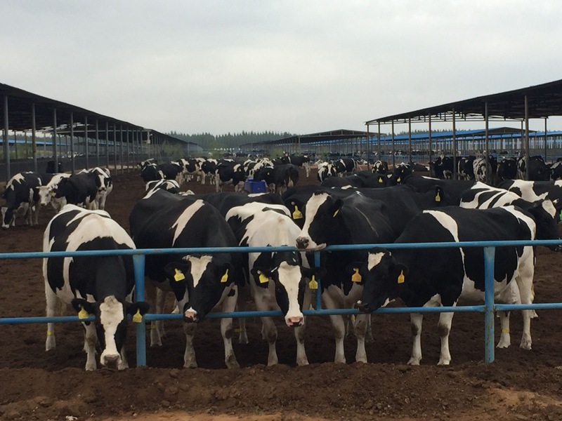 ���w��ɳĮ�ｨ�O����ţ����