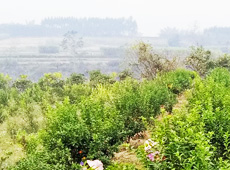 �������ܵ��l(xi��ng)�����ǰ���ӷ��s����������ؚ�F����С����ͨ�^���������(y��u)���Ľ�(j��ng)����������׃��ؚ�F��ò������̽۴��S������ɵ��r(n��ng)��@�����S������롭