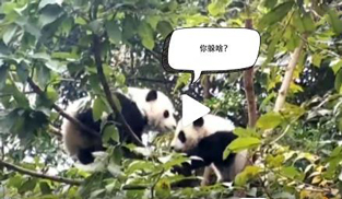 �L�L��̫�ɐ�����С��ȫ�̡���ĸЦ����