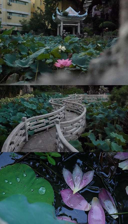 盧廉若公園。人民網(wǎng) 唐佳 攝