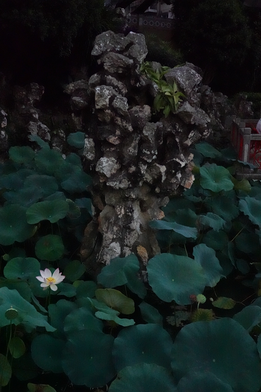 盧廉若公園的假山石。人民網(wǎng) 唐佳 攝