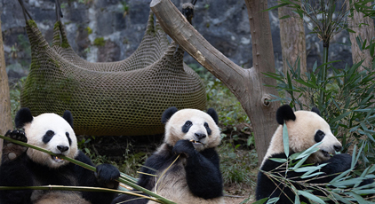 四川都江堰：大熊貓憨態(tài)可掬惹人愛(ài)