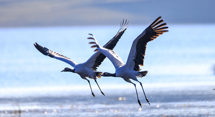 云南昭通：黑頸鶴濕地越冬