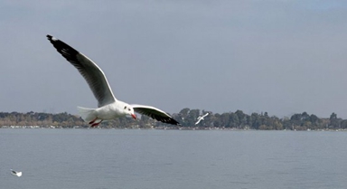 2025年昆明越冬紅嘴鷗數(shù)量達42000隻