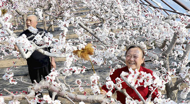 甘肅靜寧：大寒時(shí)節(jié)授粉忙