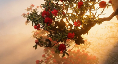 霧鎖漾濞，金光穿霧花如夢