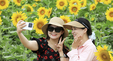 安徽淮北:芬芳夏日葵花開(kāi)