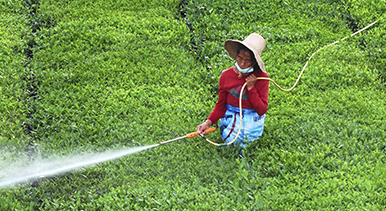江西泰和:夏茶管護(hù)