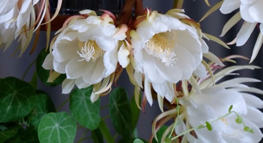 24秒帶你看曇花開(kāi)放全過(guò)程